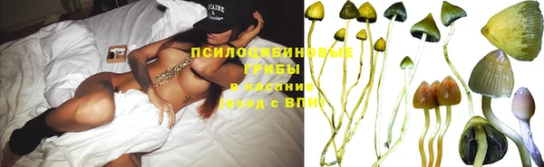 гашик Богданович